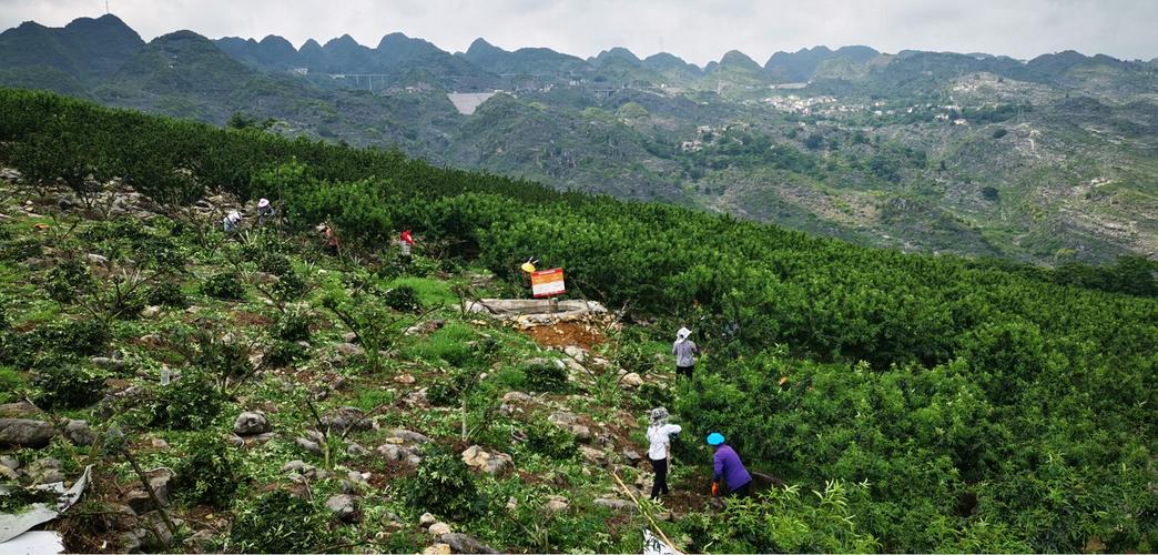 中国热带农业科学院副院长刘国道:"贵州样本"为全球石漠化治理提供